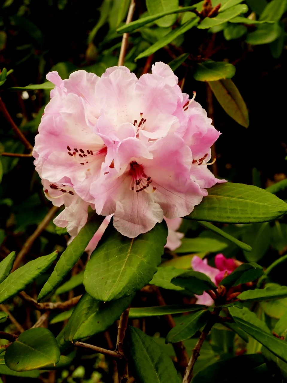 R. hirtipes